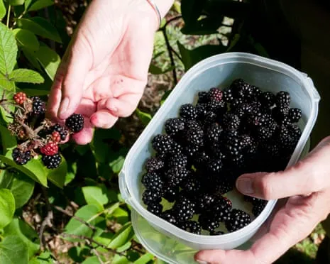 Seeking: Tasty Bakes to Put to Good Use a Surplus of Handmade Jam