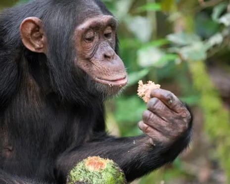 Wild Chimps Drink Everyday Alcohol Comparable to a Beer from Fermented Fruit